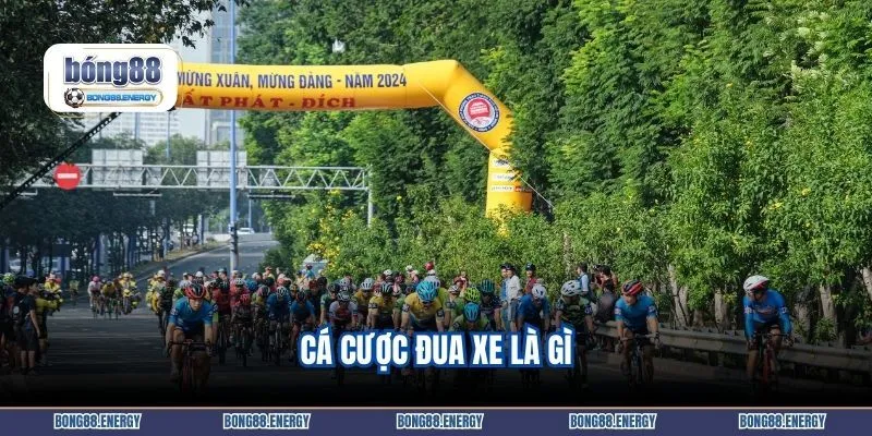 Cá cược đua xe là gì?